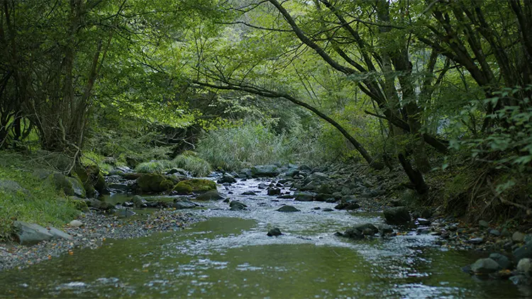 Nature